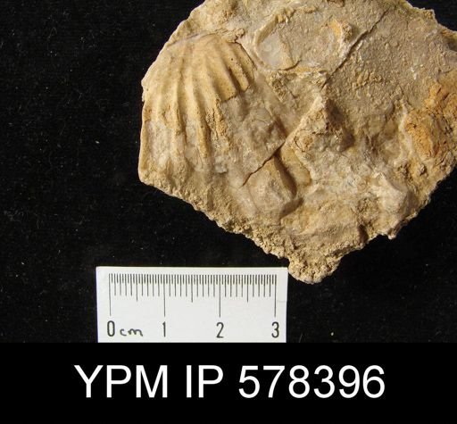 Meekella sp.