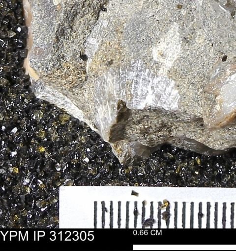 Oxytoma (Hypoxytoma) nebrascana