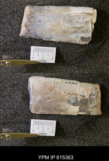 Baculites sp.