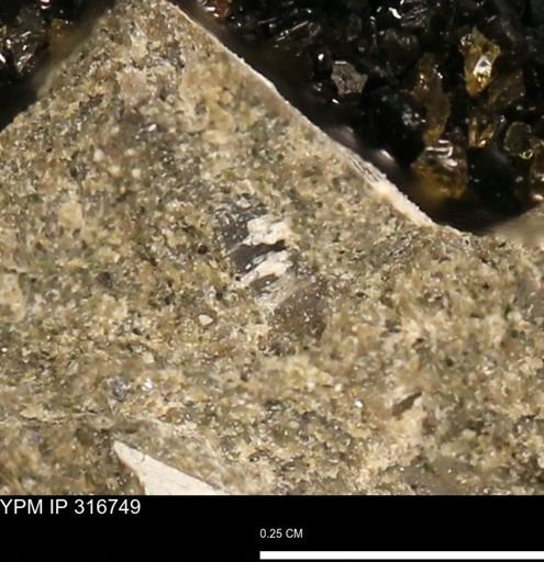 undet. Mollusca