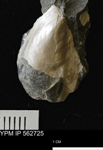Pseudoptera sp.