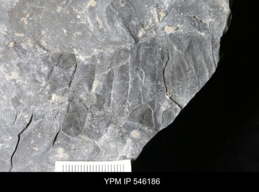 undet. Eurypterida