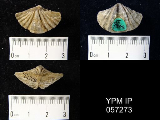 Megakozlowskiella perlamellosa