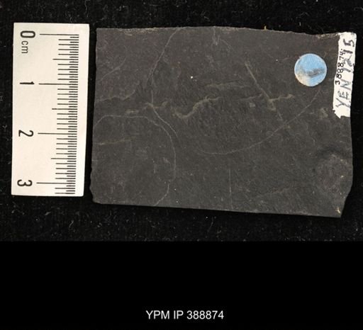 undet. Belostomatidae