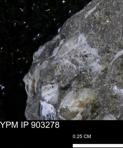 undet. Bivalvia