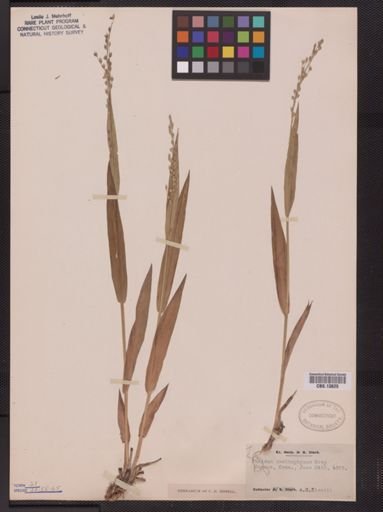 Panicum xanthophysum