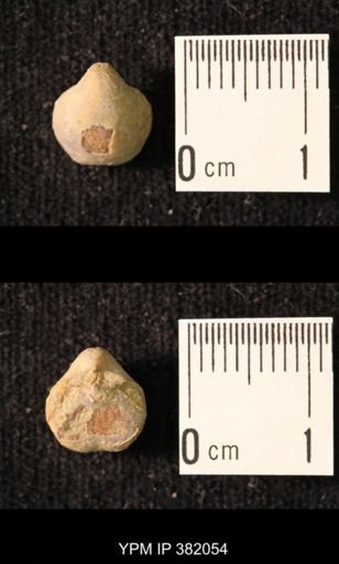 Ambocoelia planoconvexa