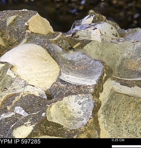 Limopsis striatopunctatus