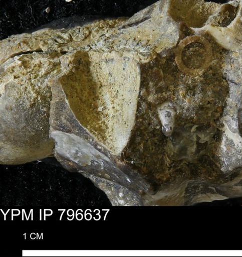 undet. Mollusca