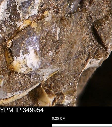undet. Mollusca
