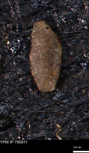 Miliammina manitobensis