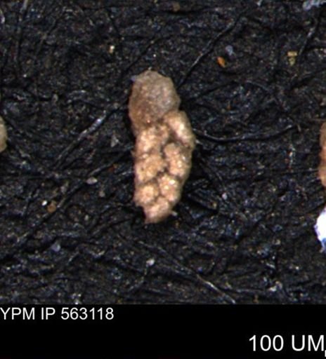 Verneuilina canadensis