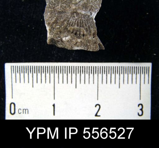 Chonetes mucronatus
