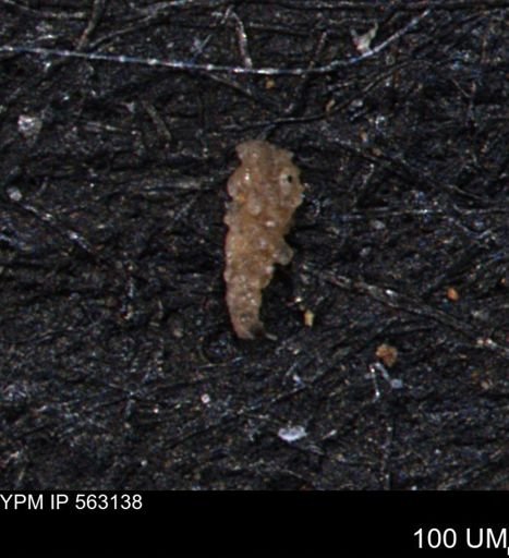 Verneuilina canadensis