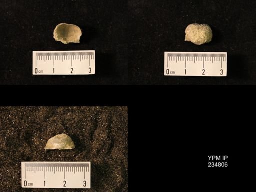 Marginifera wabashensis var. armata