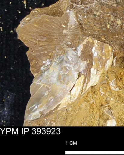 undet. Mollusca
