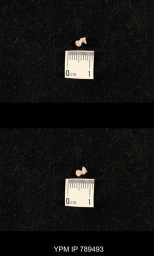 undet. Bryozoa