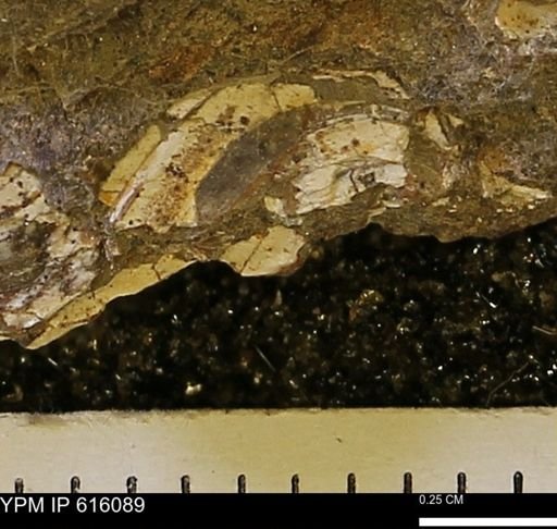undet. Bivalvia