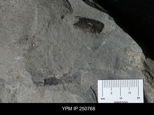 undet. Eurypterida