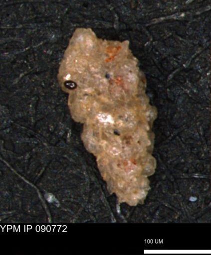 Verneuilina canadensis