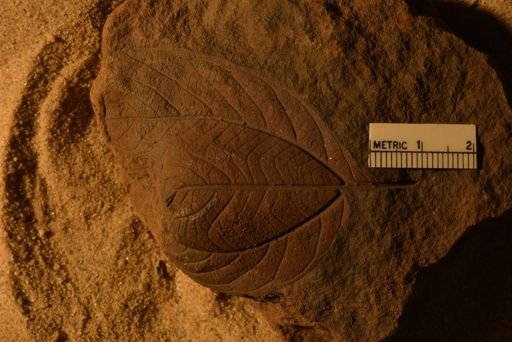 Plantae