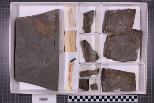 mixed taxa, stratigraphic collection