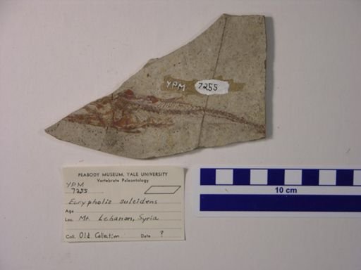 Eurypholis sp.
