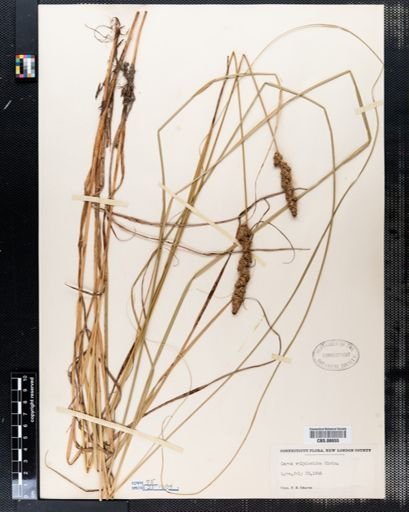 Carex