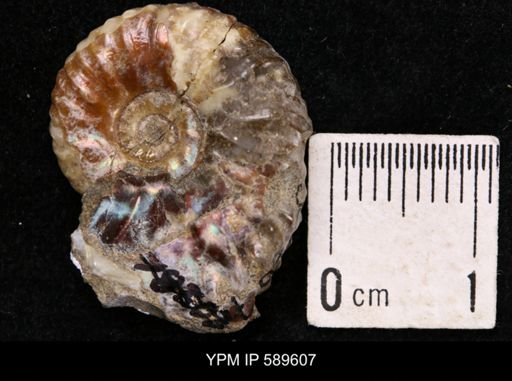 Hoploscaphites comprimus