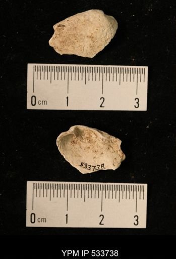 Mya truncata