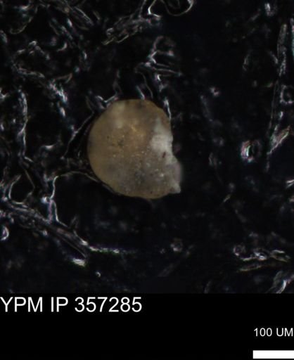 undet. Foraminiferida