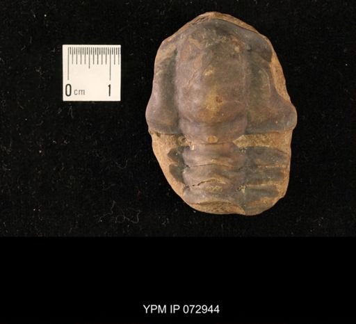 Olenoides curticei