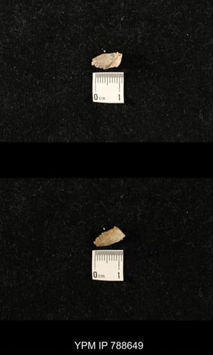 undet. Brachiopoda