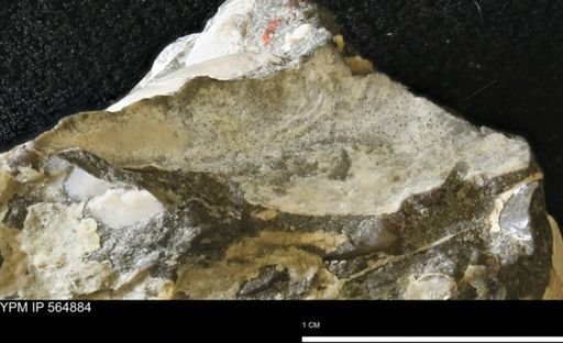 undet. Mollusca
