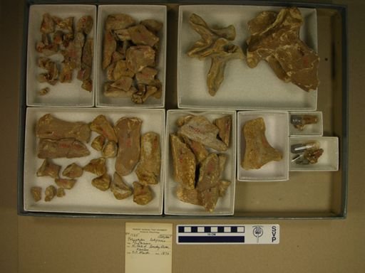 Polycotylus latipinnis