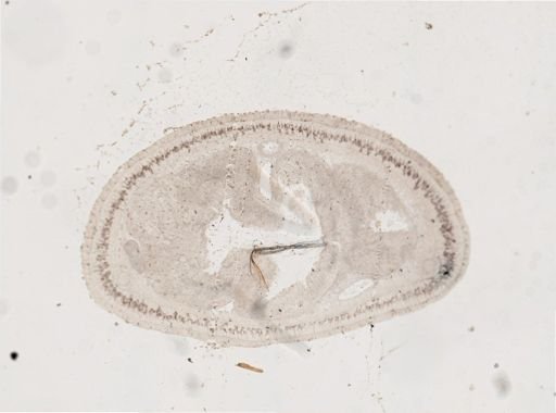Lineus viridis