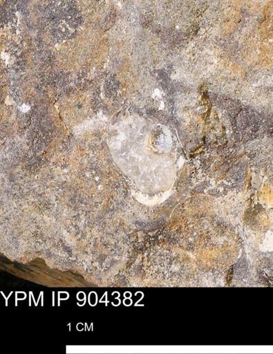 undet. Mollusca