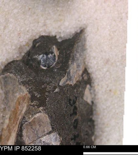 undet. Bivalvia