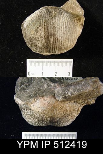 Dictyoclostus cf. hindi