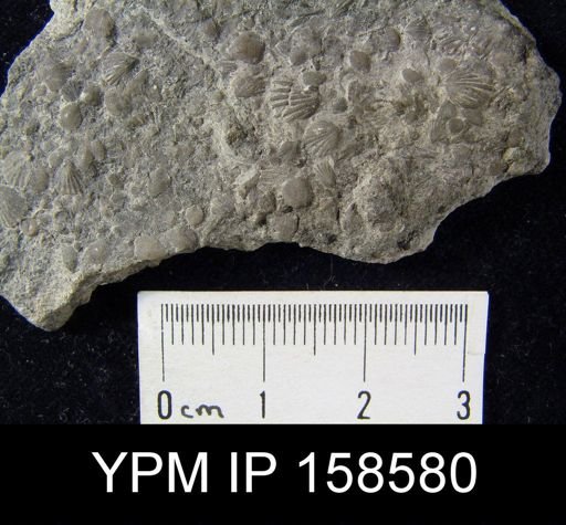 Rhynchonella fringilla