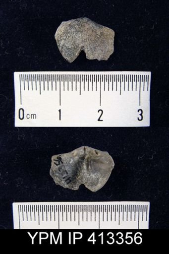 undet. Atrypidae