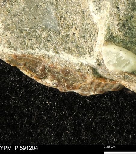 undet. Scaphitidae