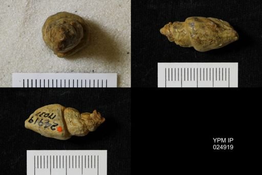 Chenopus turriculoides