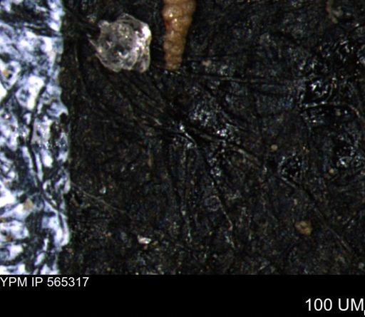 Verneuilinoides kansasensis