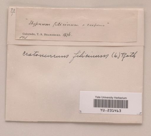 Cratoneuron filicinum
