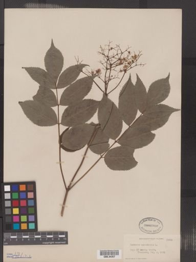 Sambucus canadensis