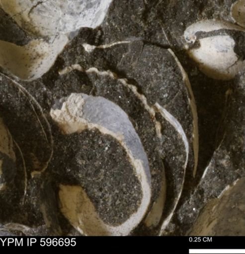 undet. Mollusca