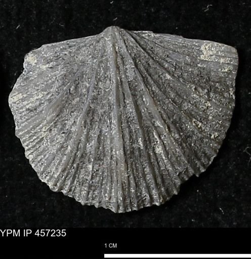 Stropheodonta erratica fissicosta