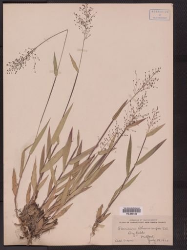 Panicum sphaerocarpon