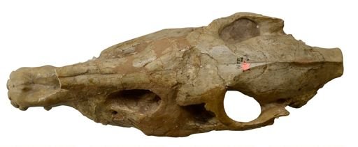 Merychippus sphenodus